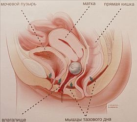мышцы тазового дна