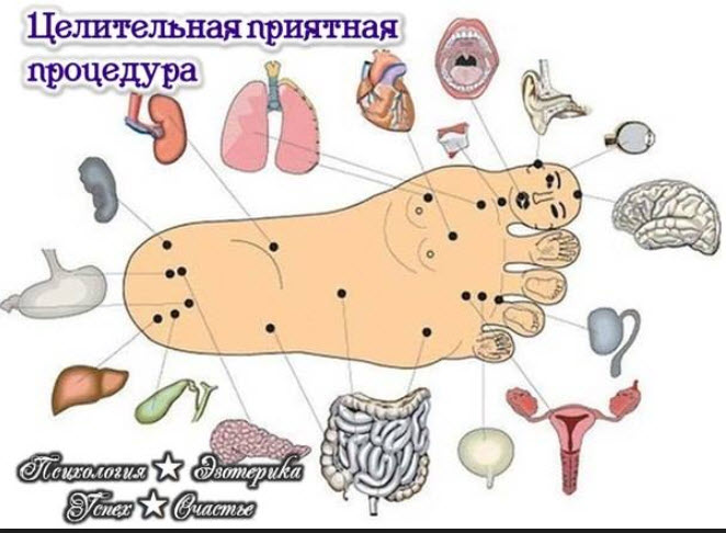 стопа проекция органов